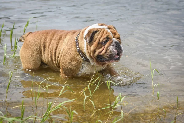 Buldog Inglés Agua —  Fotos de Stock