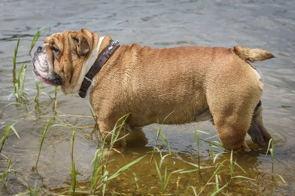 Engels Bulldog Staande Het Water Selectieve Aandacht — Stockfoto