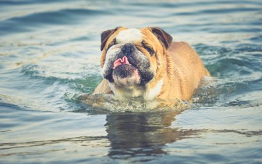 Komik Englidh bulldog suda, seçici odak portresi 