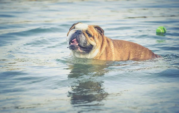 Volwassen Engels Bulldog Zwemmen Het Meer Selectieve Aandacht — Stockfoto
