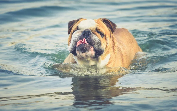 Divertido Retrato Del Bulldog Inglés Agua Enfoque Selectivo —  Fotos de Stock
