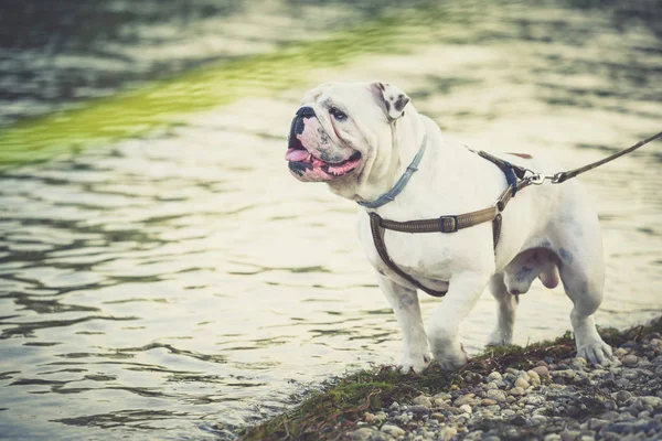 Bulldog Blanco Grande Caminando Cerca Costa Enfoque Selectivo —  Fotos de Stock