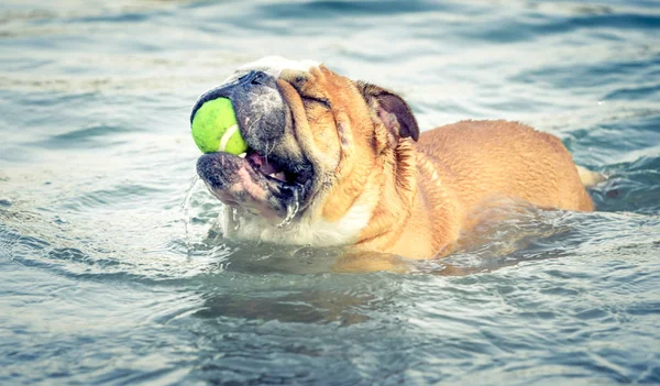 Hond Met Bal Het Water — Stockfoto
