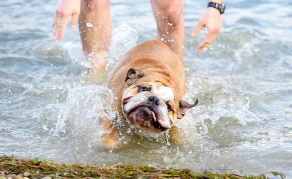 Movimiento Borroso Del Bulldog Inglés Agua Enfoque Selectivo —  Fotos de Stock