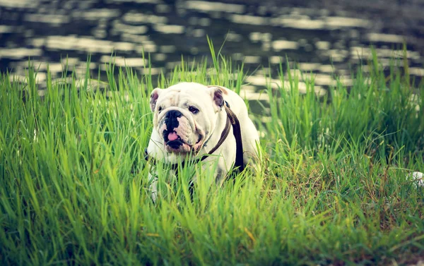 Bianco Grande Bulldog Inglese Nell Erba Messa Fuoco Selettiva — Foto Stock