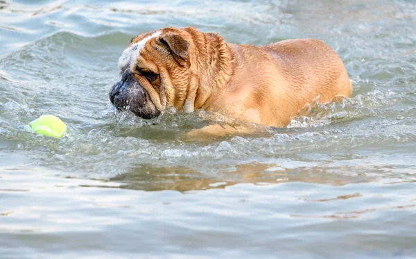 Engelse Bulldog Chaseing Bal Selectieve Aandacht — Stockfoto