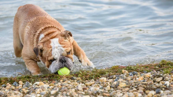 Engelsk Bulldogg Fånga Bollen Vattnet Selektivt Fokus — Stockfoto