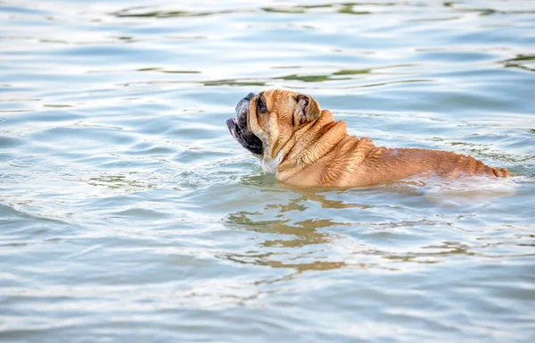 Engels Bulldog Zwemmen Het Meer Selectieve Aandacht — Stockfoto
