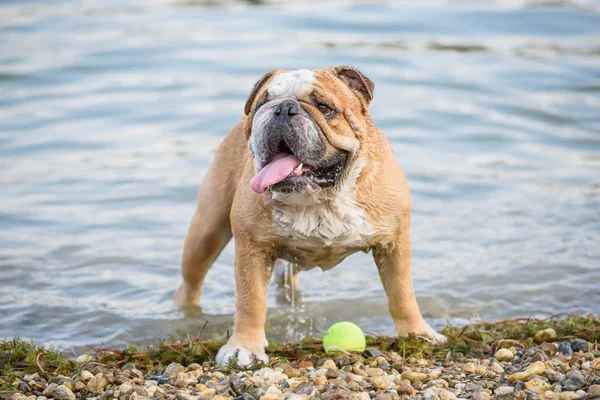 Buldogue Inglês Molhado Com Bola Foco Seletivo — Fotografia de Stock