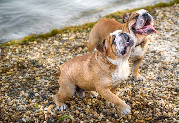 Bulldog Inglés Juguetón Bech Enfoque Selectivo —  Fotos de Stock