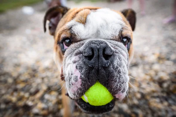 Divertido Retrato Bulldog Con Pelota Enfoque Selectivo —  Fotos de Stock