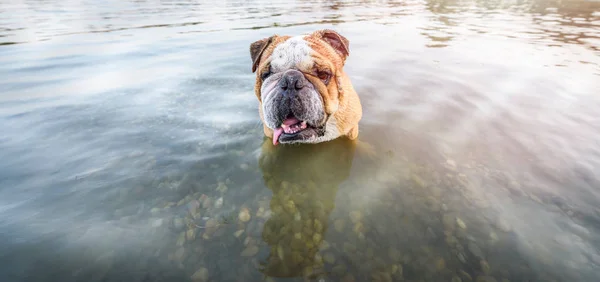 Schattig Engels Bulldog Het Water Selectieve Aandacht — Stockfoto