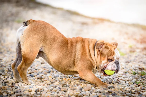Ngilizce Bulldog Sahilde Seçici Odak Topla Oynamayı — Stok fotoğraf
