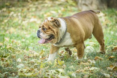 İngilizce bulldog doğada, seçici odak