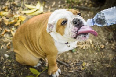İngilizce bulldog içme suyu, seçici odak köpek yavrusu 