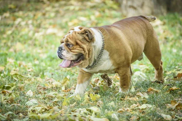 Bulldog Inglese Nella Natura Focus Selettivo — Foto Stock