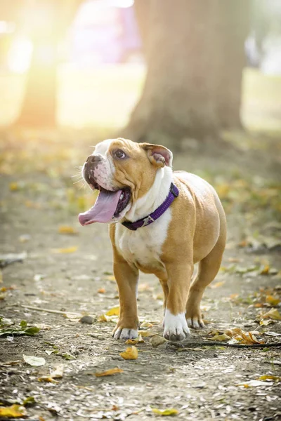 Angol Bulldog Természetben Szelektív Összpontosít Kis Aranyos Kisk — Stock Fotó