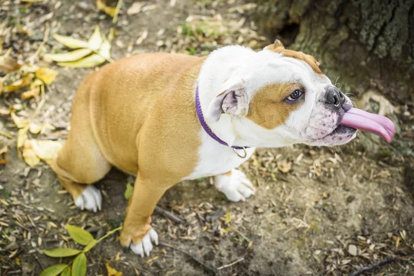 Grappige Pup Voor Engelse Buldog Selectieve Aandacht — Stockfoto