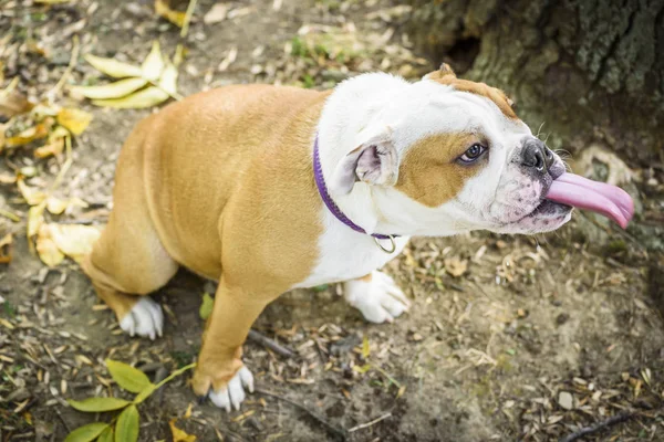 Cucciolo Divertente Del Bulldog Inglese Messa Fuoco Selettiva — Foto Stock