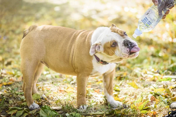 Inglese Bulldog Cucciolo Acqua Potabile Messa Fuoco Selettiva — Foto Stock