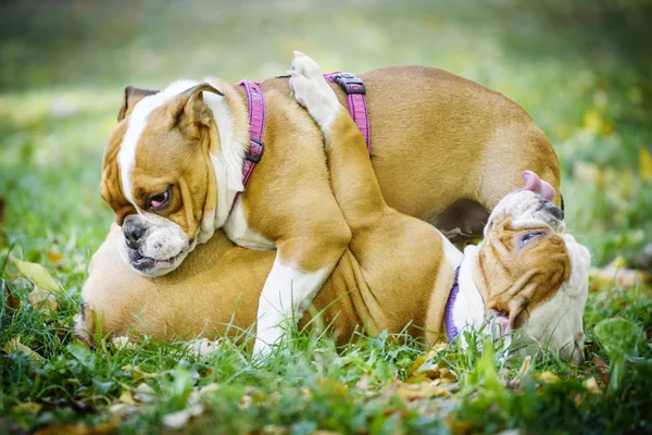 Movimento Desfocado Dois Cachorros Buldogue Ingleses — Fotografia de Stock