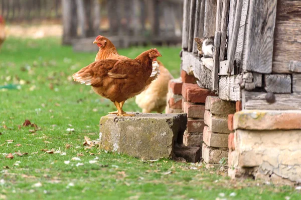 Couple Chicken Outdoor Selective Focus — Stock Photo, Image