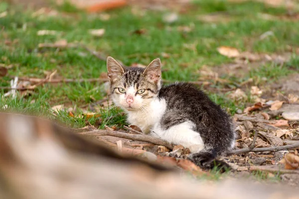 Pequeno Gato Doméstico Livre Foco Seletivo — Fotografia de Stock