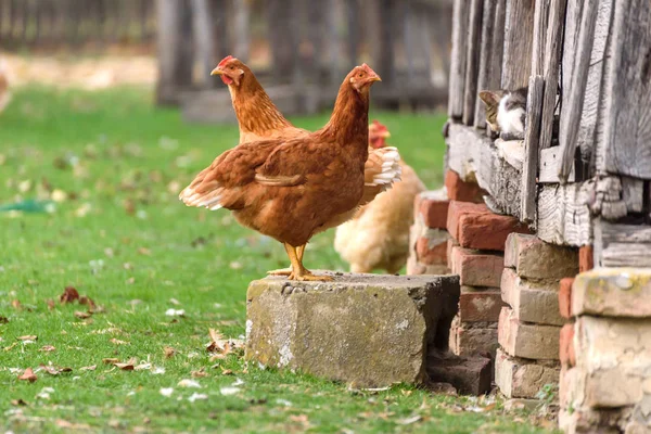 Couple Poulet Ferme Foyer Sélectif — Photo