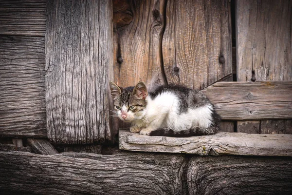 Pequeno Gato Doméstico Fundo Madeira Foco Seletivo — Fotografia de Stock