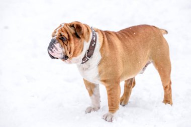 İngilizce bulldog karda