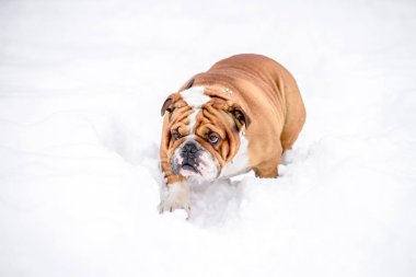 İngilizce bulldog karda yürüme, seçici odak 