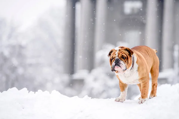 Engelsk Bulldogg Snön Selektivt Fokus — Stockfoto