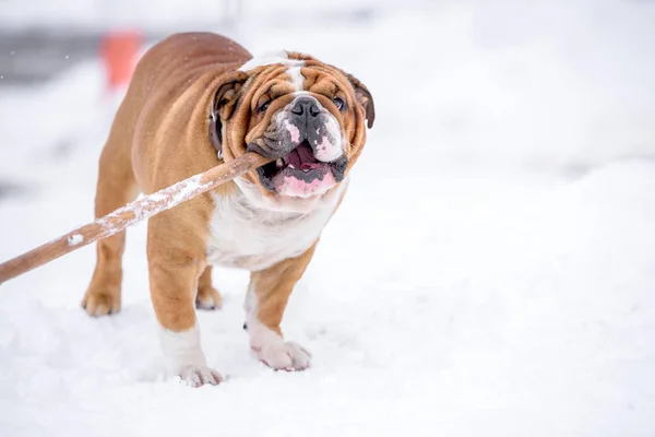 Engelsk Bulldogg Snön — Stockfoto