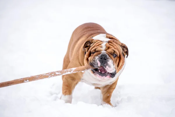 Engels Bulldog Sneeuw — Stockfoto
