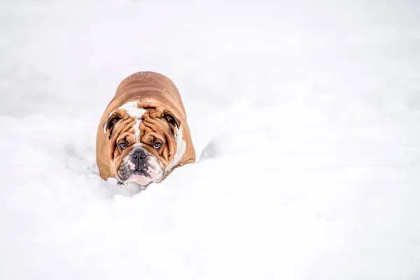 Engelska Bulldog Djupt Snön Selektivt Fokus — Stockfoto