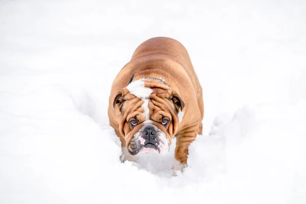 雪の中での英語のブルドッグの撮り — ストック写真