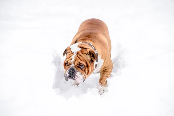 Porträt Der Niedlichen Bulldogge Schnee Selektiver Fokus — Stockfoto