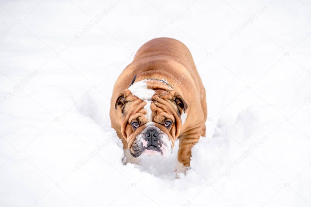 Portait of English bulldog in the snow