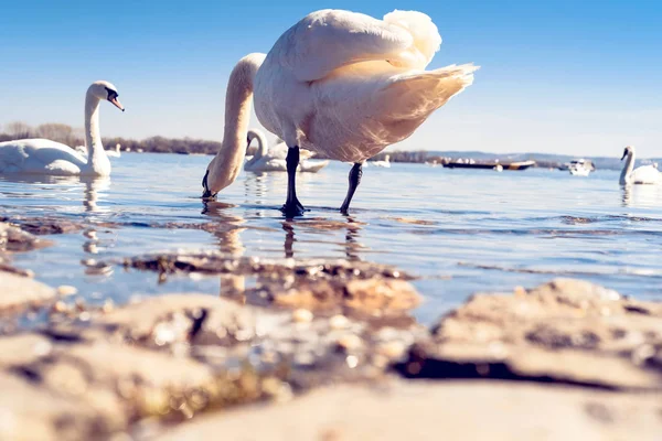 Schöner Schwan Wasser Niedriger Winkel Und Selektiver Fokus — Stockfoto