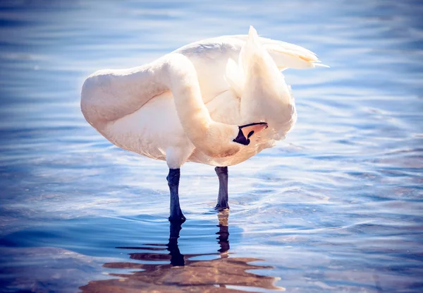 Bellissimo Cigno Piedi Acqua Messa Fuoco Selettiva — Foto Stock