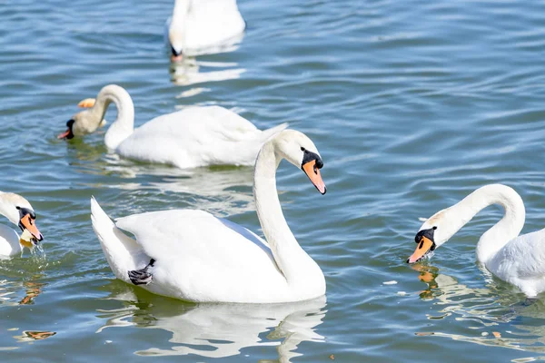 Bellissimi cigni che nuotano nell'acqua — Foto Stock