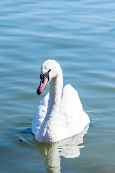 Beau Cygne Blanc Dans Eau Mise Point Sélective — Photo