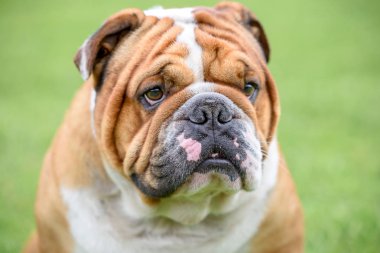 Güzel İngilizce bulldog Portresi, seçici odak 