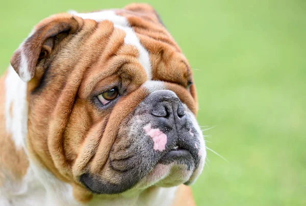 Portait Beautiful English Bulldog Selective Focus Blank Space — стоковое фото