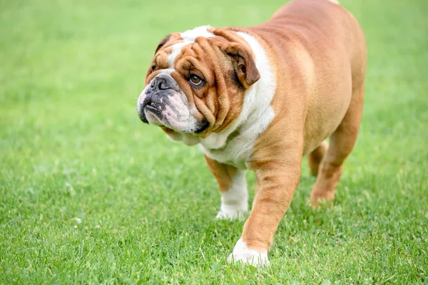 Bellissimo Bulldog inglese all'aperto — Foto Stock