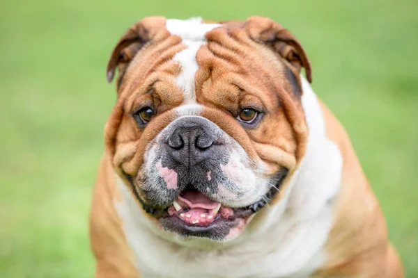 Close Portrait Beautiful English Bulldog Outdoor Selective Focus — стоковое фото