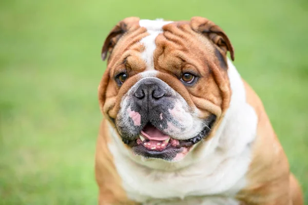 Portret Van Mooie Engelse Bulldog Outdoor Selectieve Focus — Stockfoto