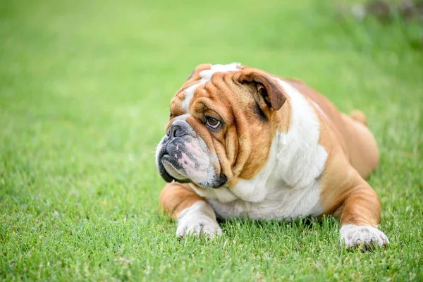 Engelsk Bulldogg Utomhus Selektiv Fokus — Stockfoto