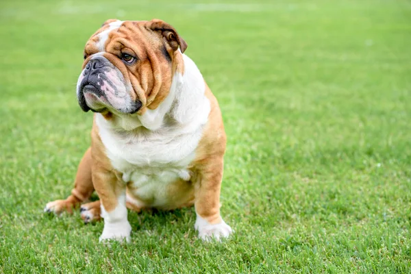 Mooie Engelse Bulldog Outdoor Selectieve Focus Blanco Ruimte — Stockfoto