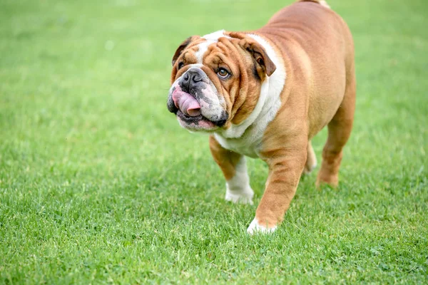 Grappig Portret Van Mooie Engelse Bulldog Outdoor Selectieve Focus — Stockfoto